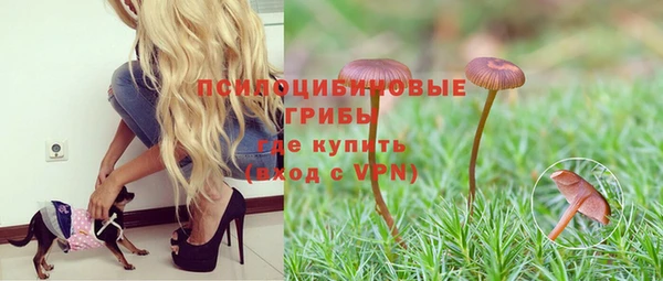 прущие грибы Алзамай
